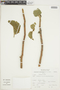 Cnidoscolus basiacanthus (Pax & K. Hoffm.) J. F. Macbr., PERU, F