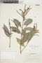 Amanoa oblongifolia Müll. Arg., BRAZIL, F