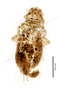 28540 Menacanthus werneri PT d IN