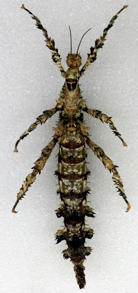 Insect of the Week Jan 12 2012