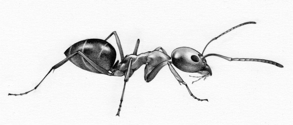 Insect of the Week March 1 2012