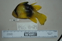 120233_Diploprion_bifasciatum_lat_T487_1