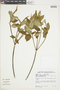 Croton ferrugineus Kunth, COLOMBIA, F