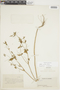 Croton hirtus L'Hér., COLOMBIA, F