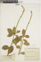 Croton leptostachyus Kunth, COLOMBIA, F
