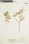 Croton meridensis Croizat, COLOMBIA, F
