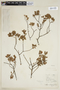 Croton montevidensis Spreng., URUGUAY, F
