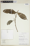 Croton pachypodus G. L. Webster, PERU, F