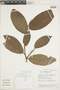 Croton pachypodus G. L. Webster, ECUADOR, F