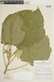 Croton palanostigma Klotzsch, PERU, F