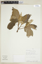 Croton palanostigma Klotzsch, PERU, F