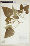 Croton pilulifer Rusby, BOLIVIA, F