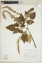 Croton pilulifer Rusby, ARGENTINA, F