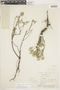Croton pycnocephalus Müll. Arg., URUGUAY, F