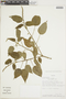 Croton saltensis Griseb., BOLIVIA, F