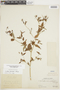 Croton trinitatis Millsp., PERU, F