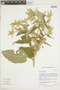 Croton triqueter Lam., BOLIVIA, F