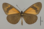 124145 Actinote alcione ssp v IN