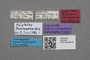 2819238 Polylobus thermarum HT labels IN