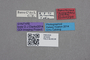 2819258 Termitocola cylindricornis ST labels IN