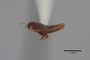 2819258 Termitocola cylindricornis ST p IN