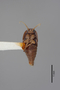 2819258 Termitocola cylindricornis ST v IN