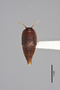 2819258 Termitocola cylindricornis ST d IN