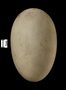 Light-mantled Albatross egg
