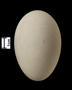 Northen Fulmar egg