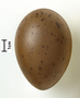 Common Loon egg