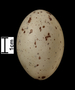 Grey-necked Wood egg