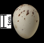 Paint-billed Crake egg