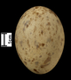 Limpkin egg FMNH