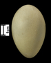 Western Grebe egg