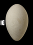 American Flamingo egg