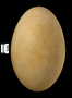 Tundra Swan egg