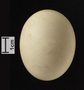 Wood Duck egg