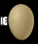 Northern Shoveler egg