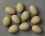 Northern Shoveler egg