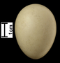 Blue-winged Teal egg