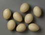 Blue-winged Teal egg