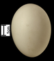 American Black Duck egg