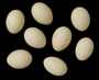 Ruddy Duck egg