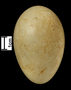 Spectacled Eider egg