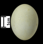 Squacco Heron egg