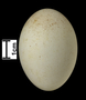 Boat-billed Heron egg
