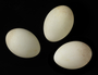 Boat-billed Heron egg