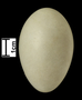 Anhinga egg FMNH