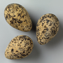 Kentish Plover egg