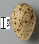 Common Sandpiper egg